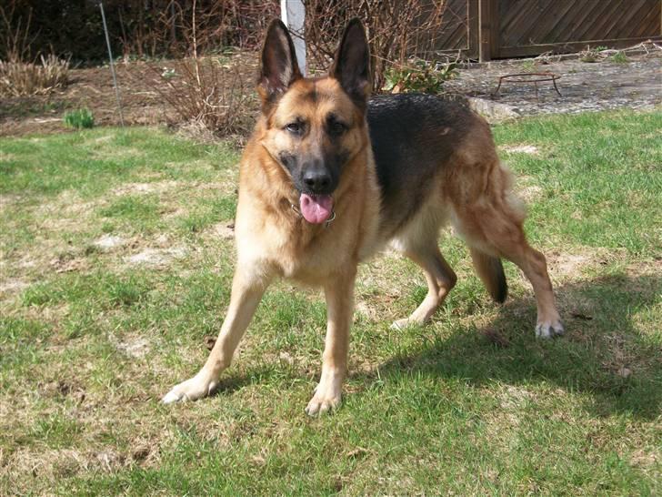 Schæferhund Liliendahl's Randi † Sov sødt...  billede 2