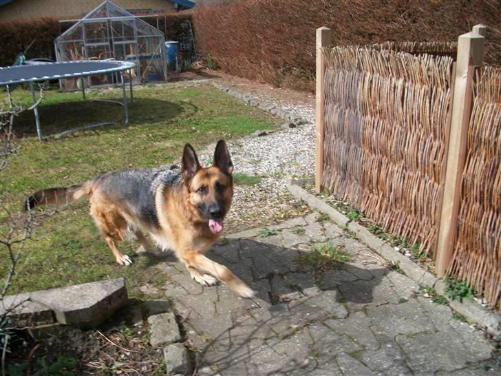 Schæferhund Liliendahl's Randi † Sov sødt...  billede 3