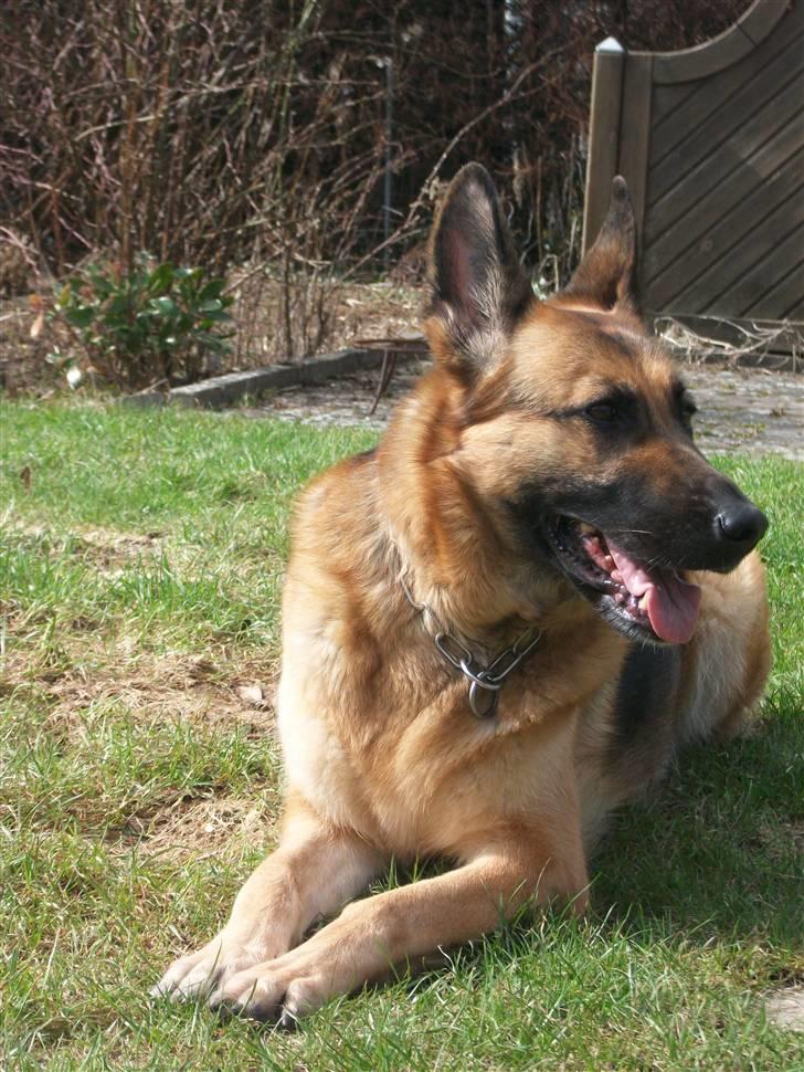 Schæferhund Liliendahl's Randi † Sov sødt...  - Modelhund :-D billede 4