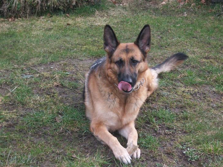 Schæferhund Liliendahl's Randi † Sov sødt...  billede 5