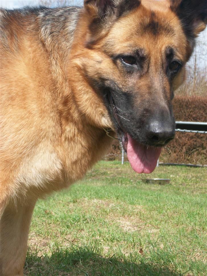 Schæferhund Liliendahl's Randi † Sov sødt...  - Min smukke hund :-P billede 6