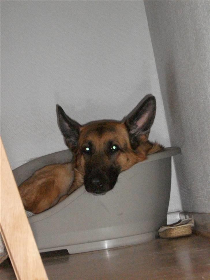 Schæferhund Liliendahl's Randi † Sov sødt...  - Hun ligger og putter i kurven. billede 7