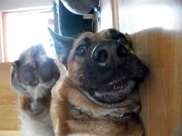 Schæferhund Liliendahl's Randi † Sov sødt...  - Hvem der bare var en hund :-) billede 8