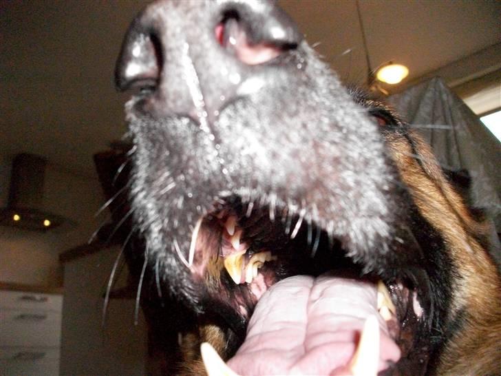 Schæferhund Liliendahl's Randi † Sov sødt...  - Randi forstår meningen i at "smile til kameraet" :-) billede 9