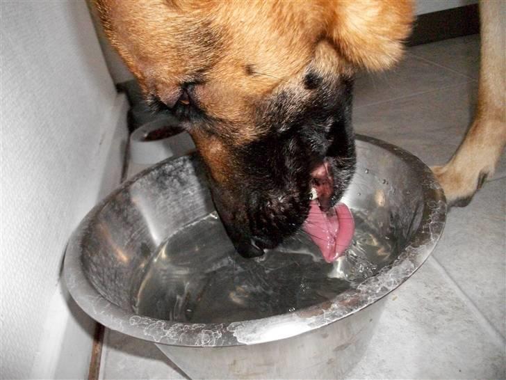 Schæferhund Liliendahl's Randi † Sov sødt...  billede 10