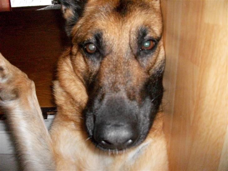 Schæferhund Liliendahl's Randi † Sov sødt...  billede 11