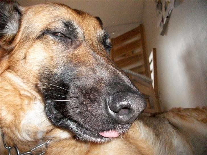 Schæferhund Liliendahl's Randi † Sov sødt...  - Aaarg, fail xD billede 12