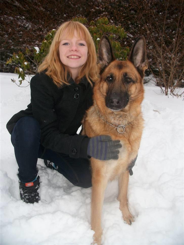 Schæferhund Liliendahl's Randi † Sov sødt...  - Jeg elsker dig Randi. <3 billede 13