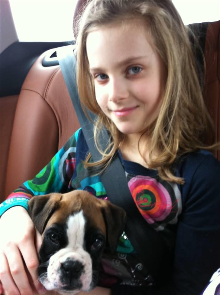 Boxer Justus vom Gräwig - Justus på vej til Danmark med sin storesøster :-) billede 1