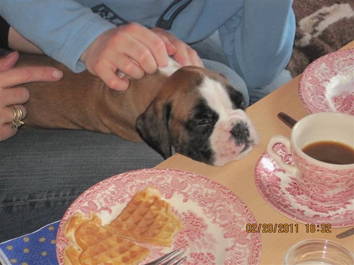 Boxer Justus vom Gräwig - Justus er træt billede 2