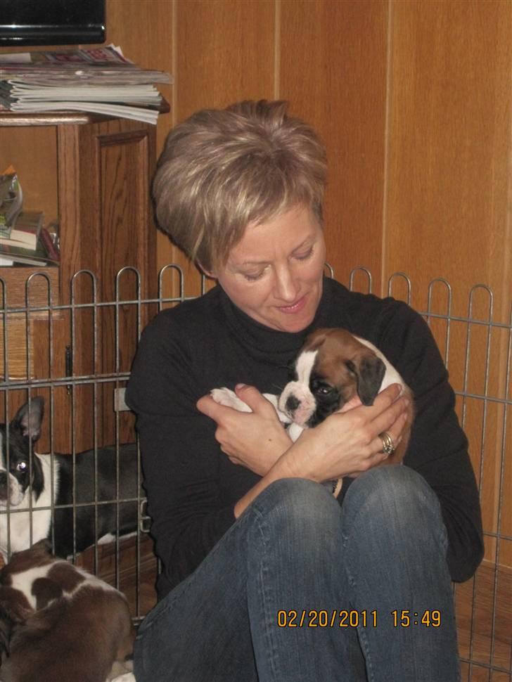 Boxer Justus vom Gräwig - I hundegården billede 3