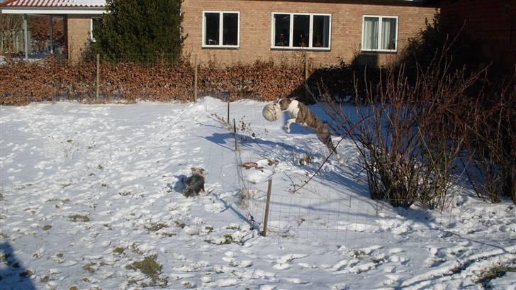 Amerikansk staffordshire terrier Monique billede 16