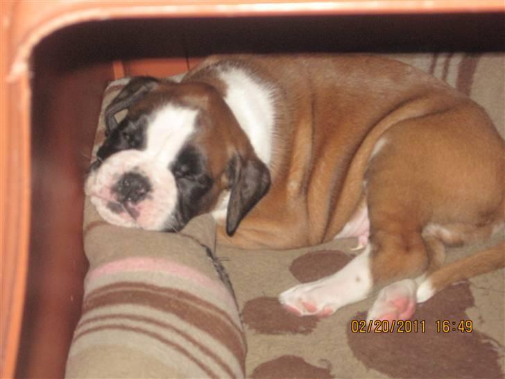 Boxer Justus vom Gräwig - Justus er gået for sig selv billede 4