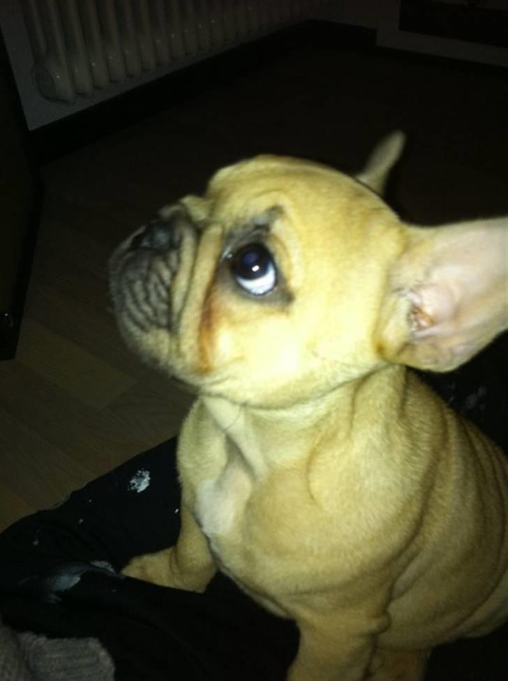 Fransk bulldog Lionel Messi By Ventura billede 6