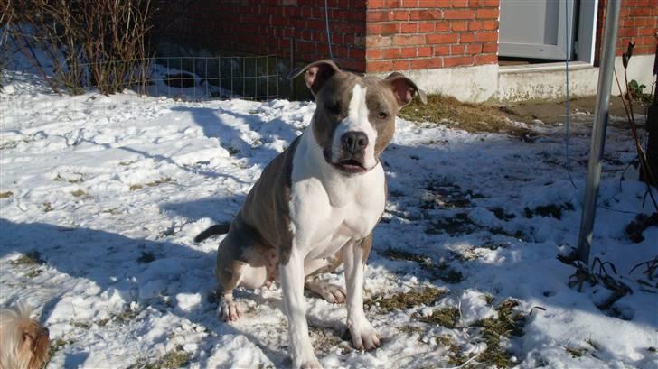 Amerikansk staffordshire terrier Monique billede 17