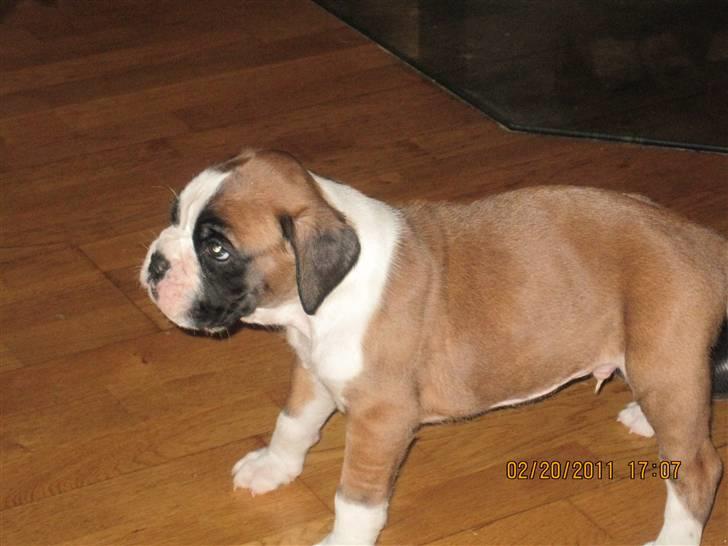 Boxer Justus vom Gräwig - Justus <3 billede 5