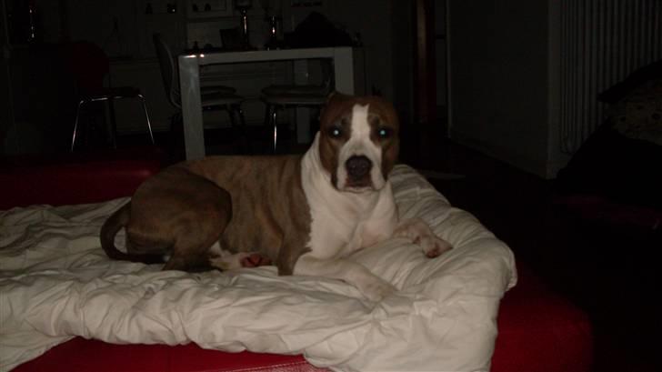 Amerikansk staffordshire terrier Monique billede 18