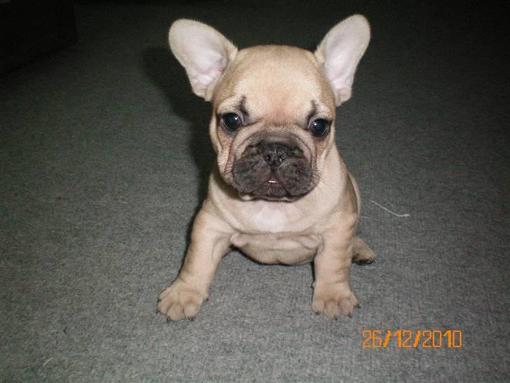 Fransk bulldog Lionel Messi By Ventura billede 7