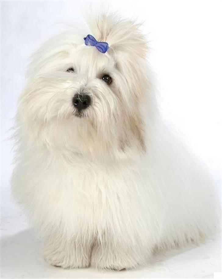 Coton de tulear Lucca billede 1