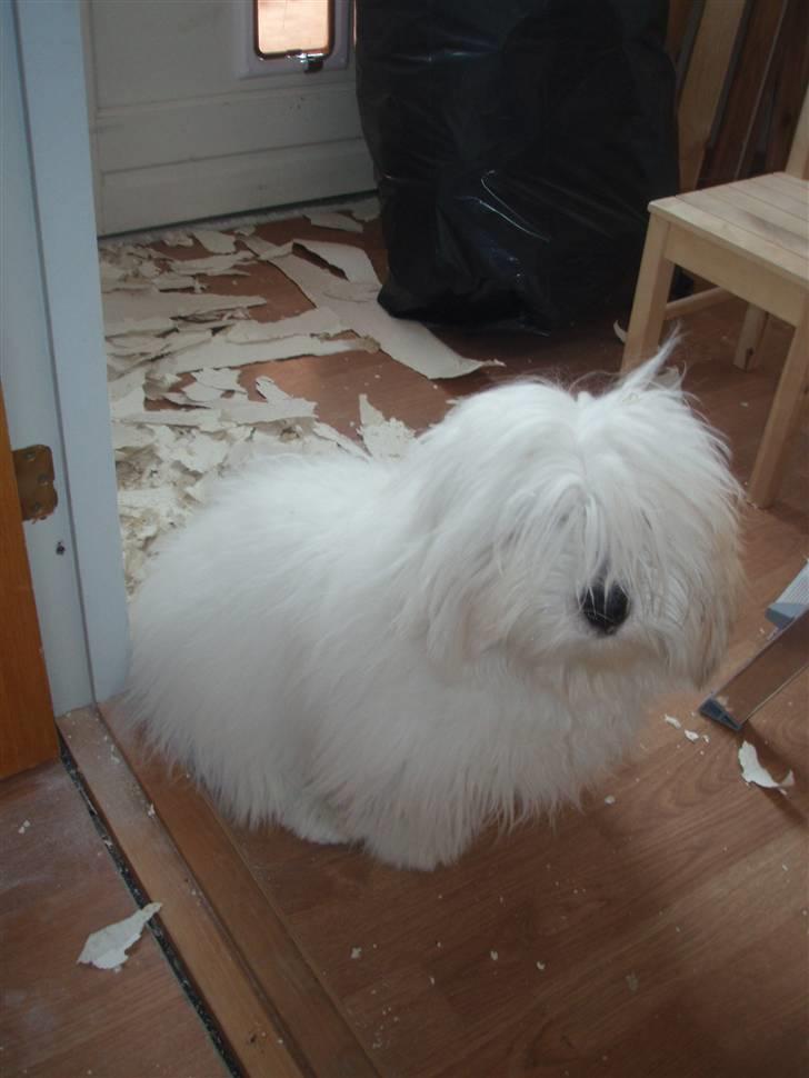 Coton de tulear Lucca billede 2
