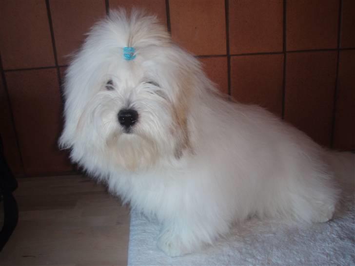 Coton de tulear Lucca billede 3