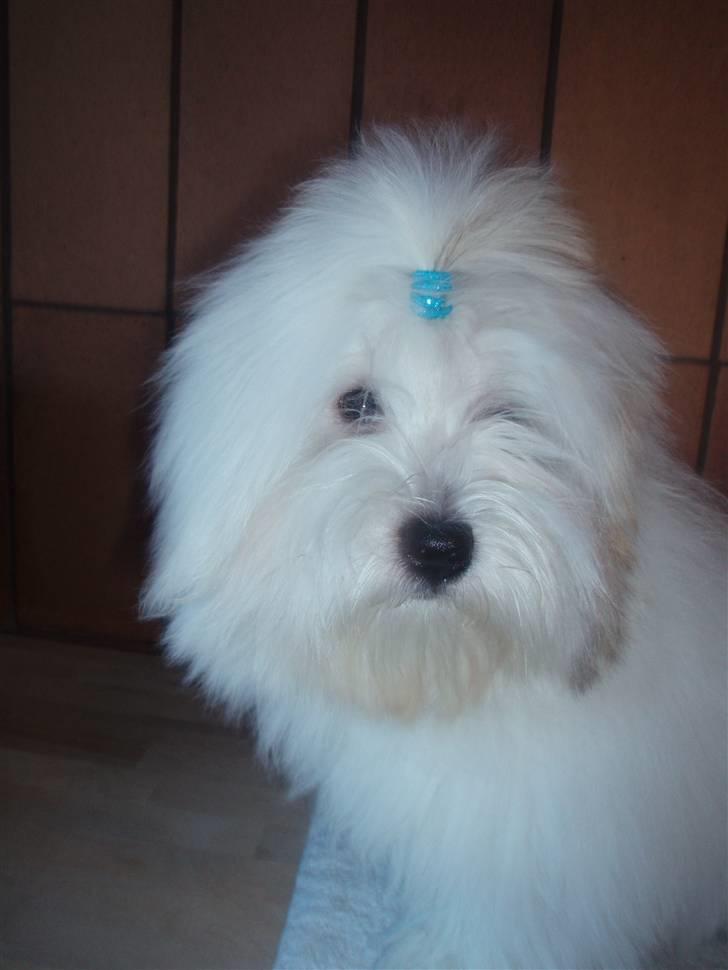 Coton de tulear Lucca billede 4