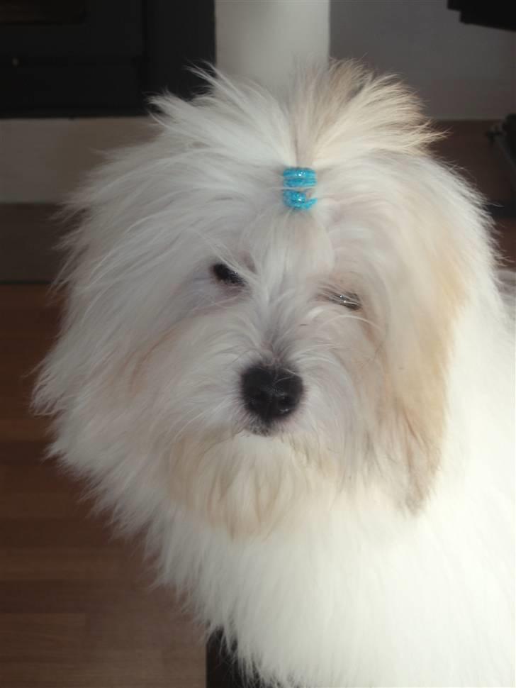Coton de tulear Lucca billede 5