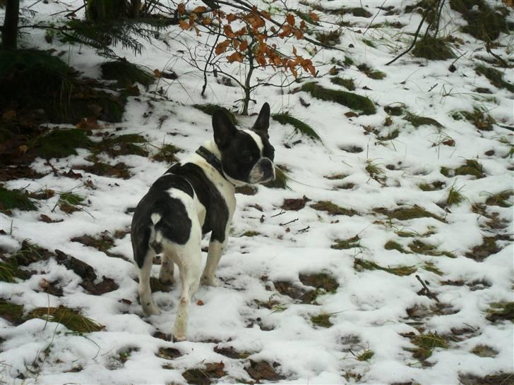 Fransk bulldog Fie billede 3