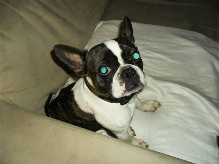 Fransk bulldog Fie billede 2