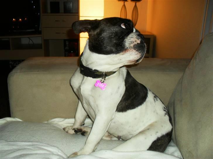 Fransk bulldog Fie billede 5