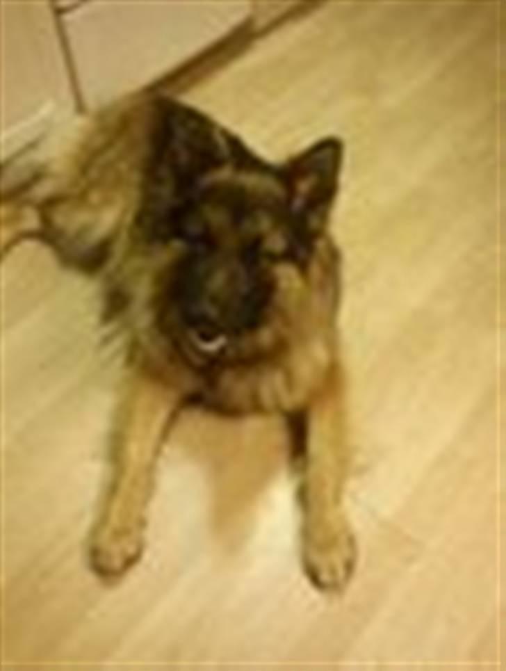 Schæferhund " Brix`s Ober" Kato - Kato.. Jordens dejligste dreng billede 1