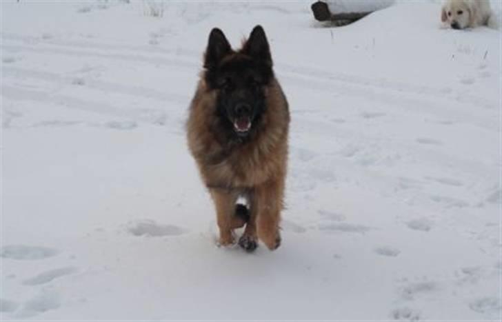 Schæferhund " Brix`s Ober" Kato billede 2