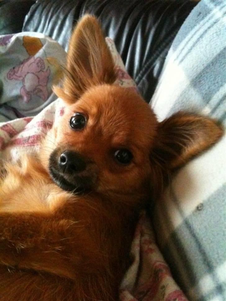 Blanding af racer Baby billede 7