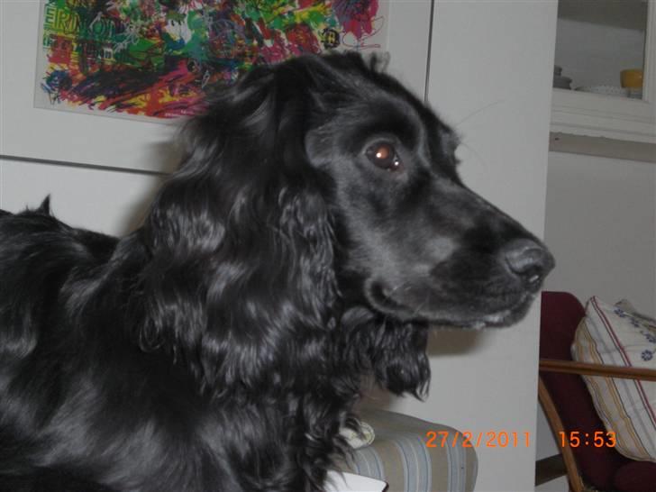 Cocker spaniel Thyra billede 2