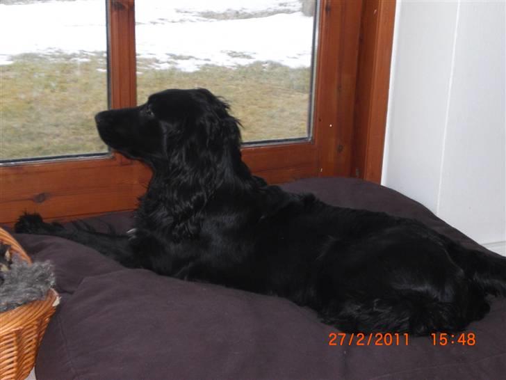 Cocker spaniel Thyra billede 3