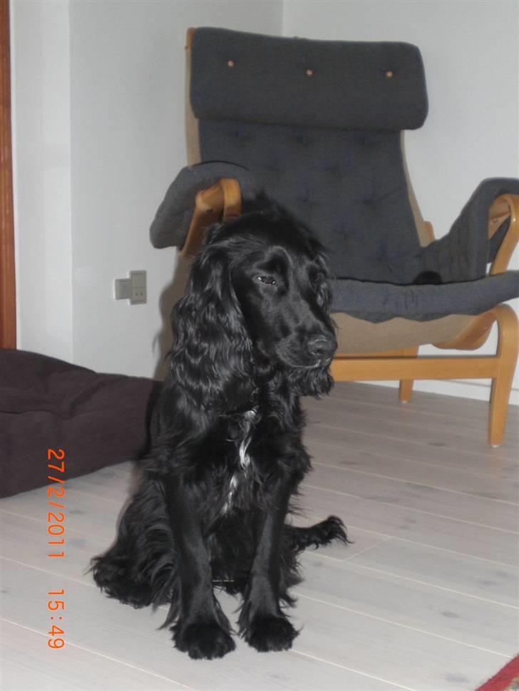 Cocker spaniel Thyra billede 4