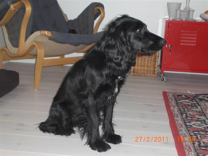 Cocker spaniel Thyra billede 5