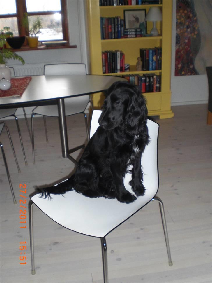 Cocker spaniel Thyra billede 6