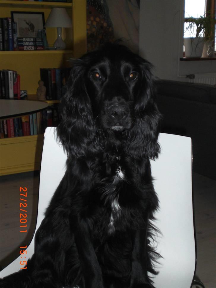 Cocker spaniel Thyra billede 7