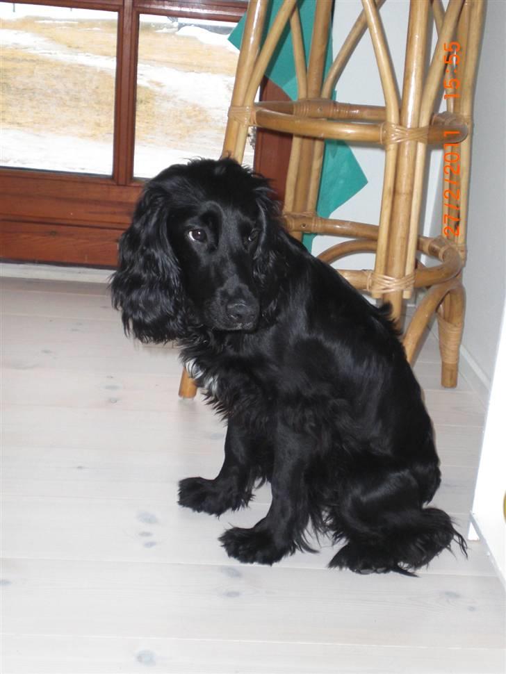 Cocker spaniel Thyra billede 8