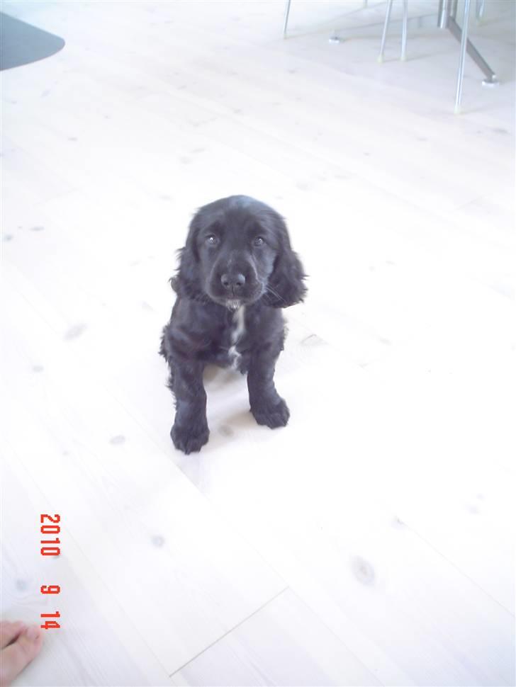 Cocker spaniel Thyra billede 9
