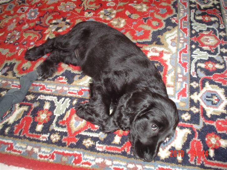 Cocker spaniel Thyra billede 10