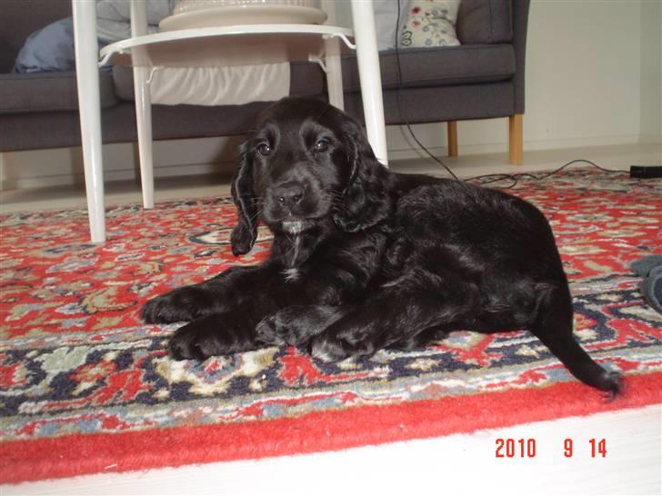 Cocker spaniel Thyra billede 11