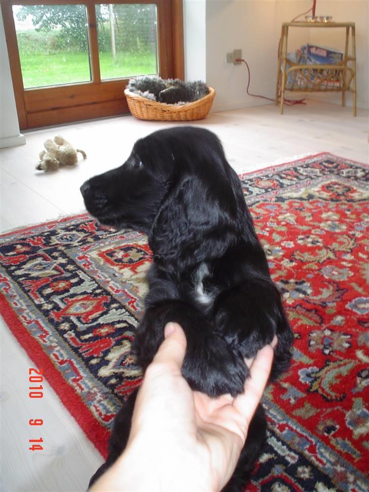 Cocker spaniel Thyra billede 12