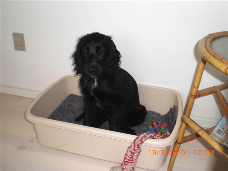 Cocker spaniel Thyra billede 13