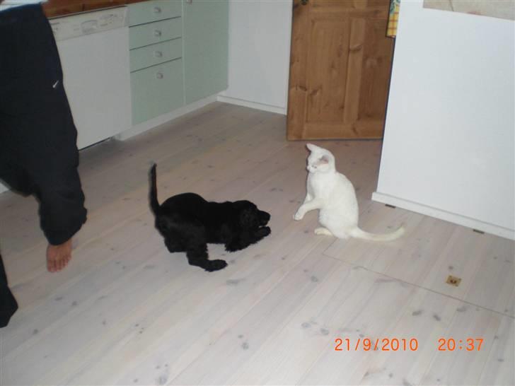 Cocker spaniel Thyra billede 14