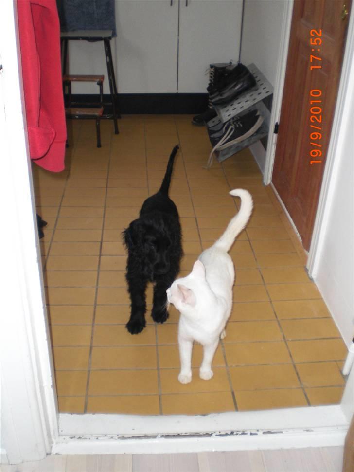 Cocker spaniel Thyra billede 15