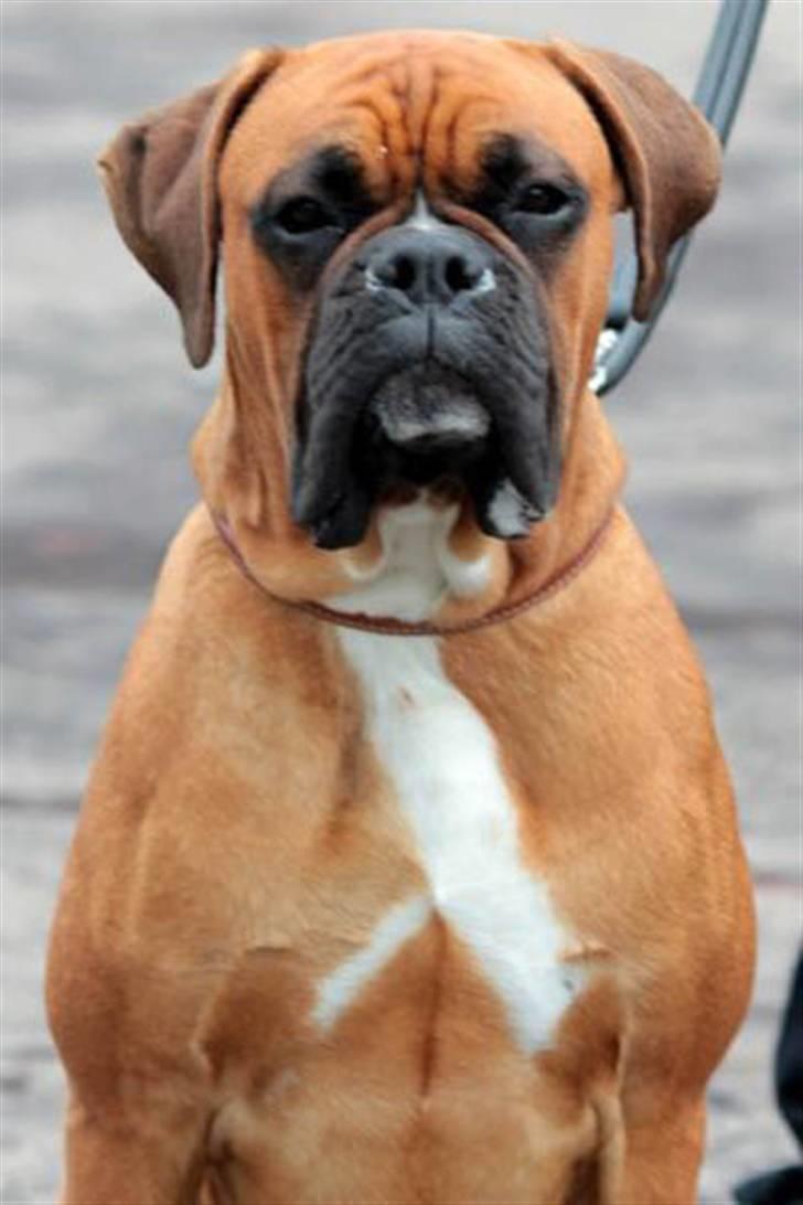 Boxer Rocko - Den flotte fyr billede 17