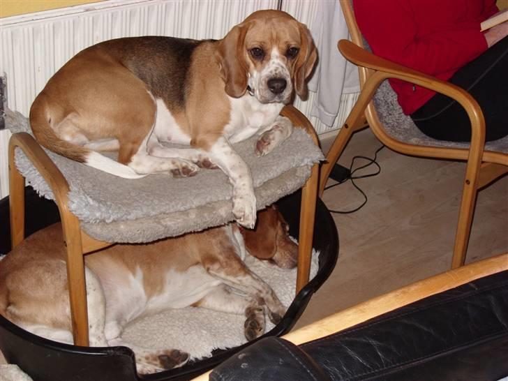 Beagle *Malou* - Hunde-køjeseng :) billede 9