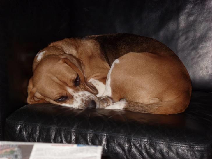 Beagle *Malou* - Sofa-dyret billede 10